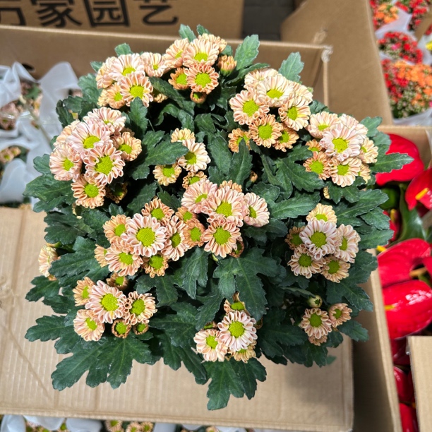玲珑菊盆栽绿植！！    延