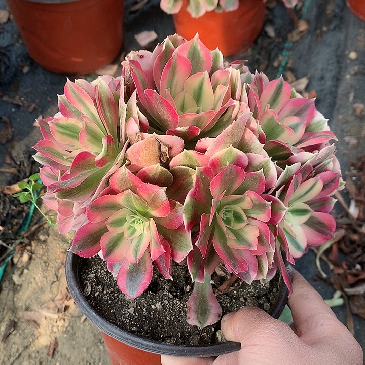 雨***?572女巫多肉植物