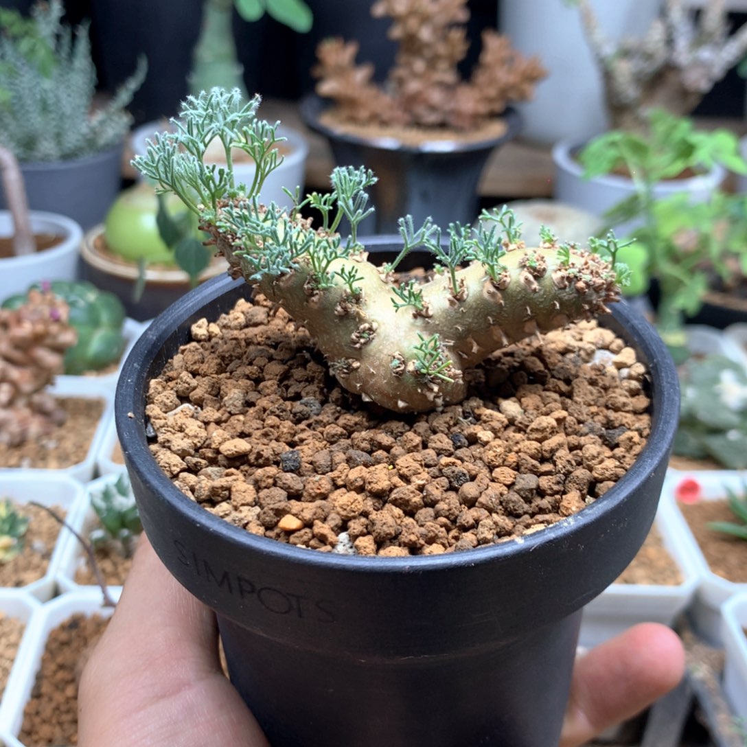 白皮月界带盆发货