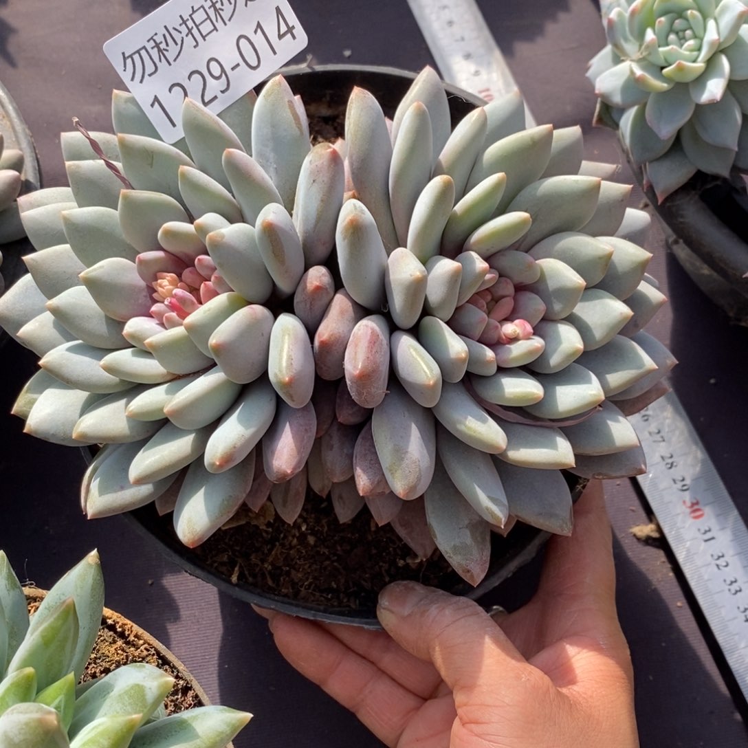 两单包邮1229-14橙龙