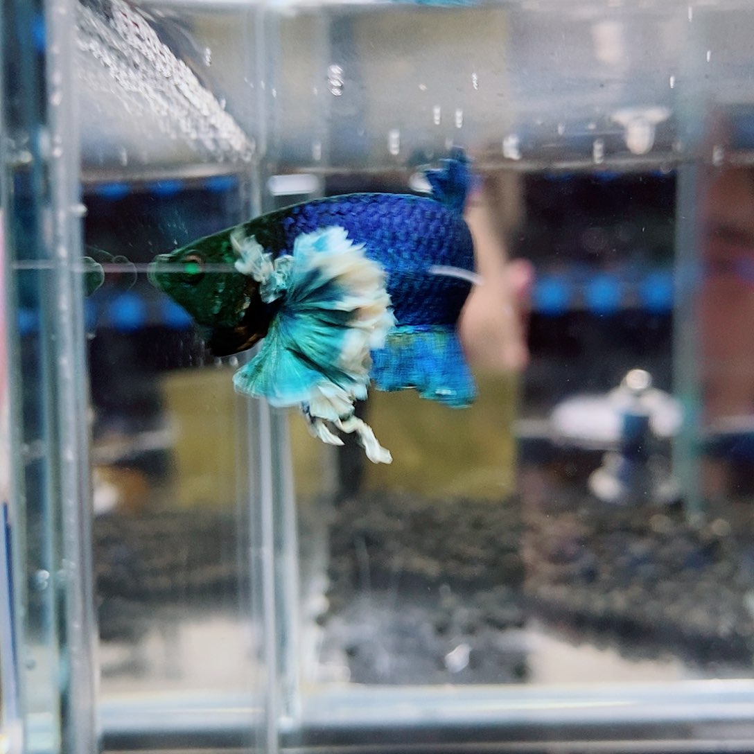 斗鱼1**0黑337号a a a a a