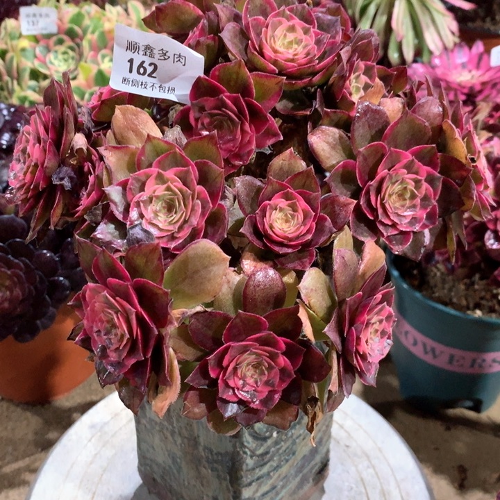 162莲花座多肉植物