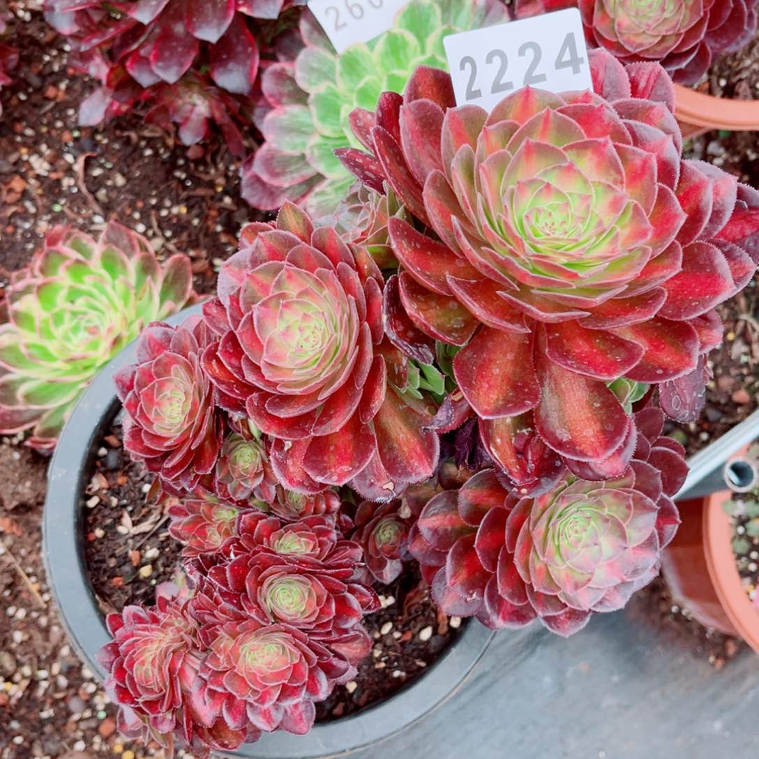 抹茶缀特价发货发货