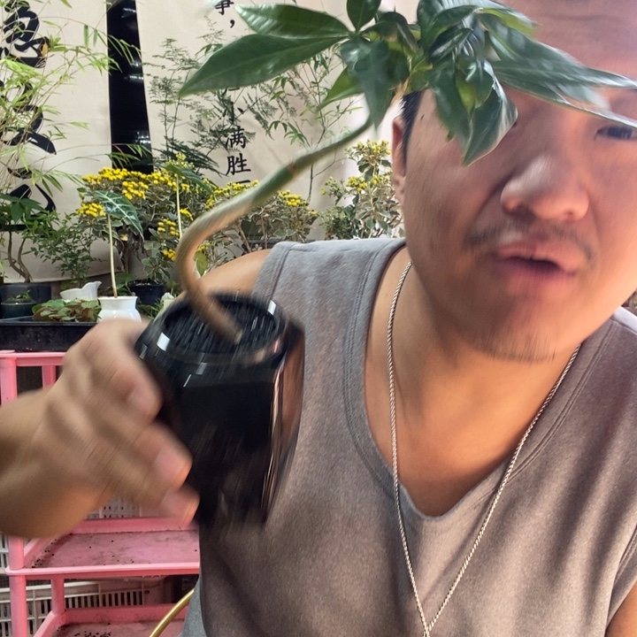 以实际为准盆景盆栽绿植花卉15