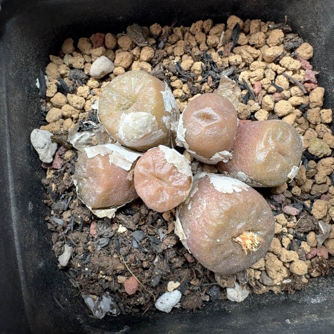 D69 烧卖一颗带盆