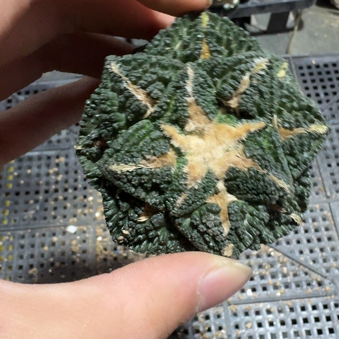 457号仙人球辛顿有根