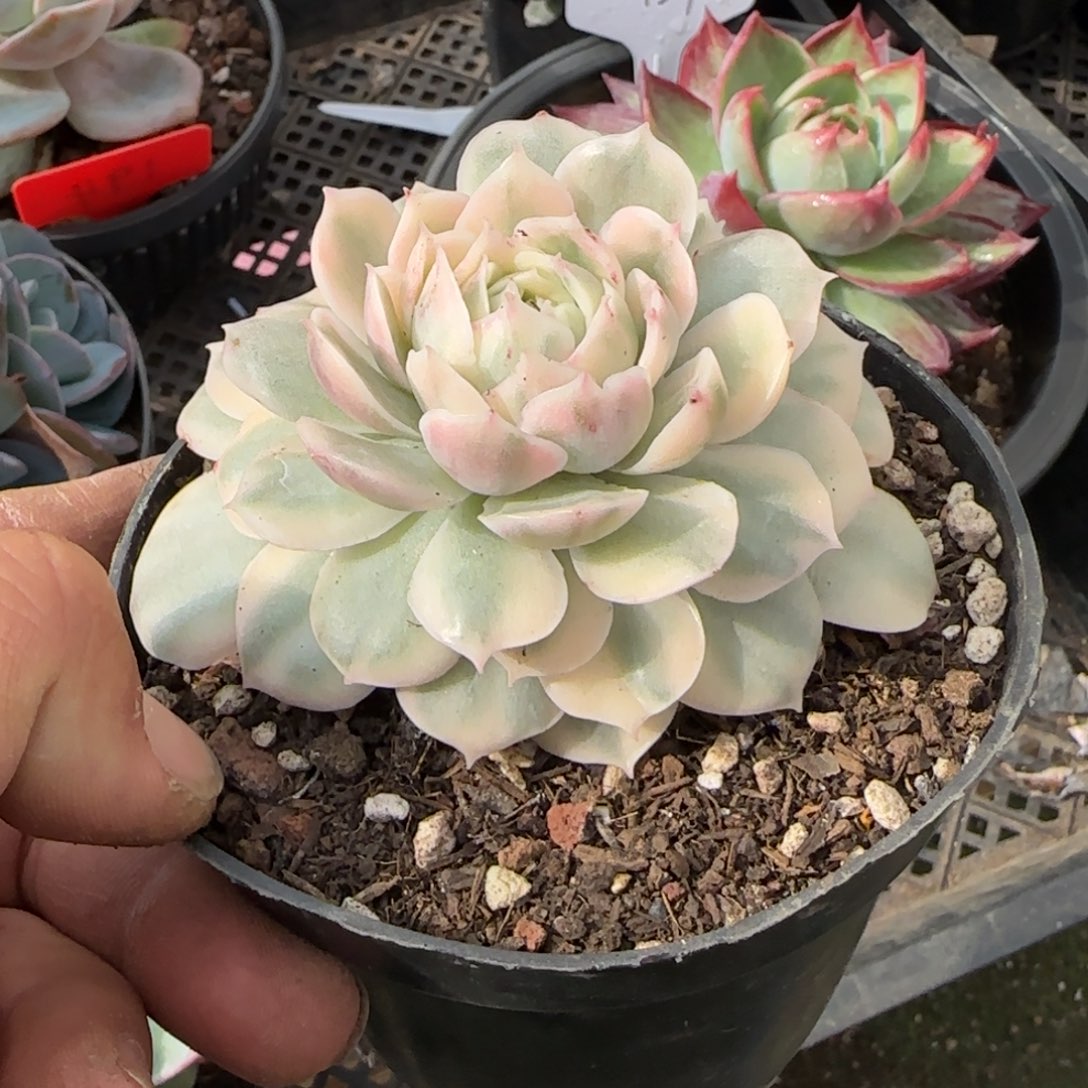 昂斯诺锦惊鸿一物一拍包装收缩花旱