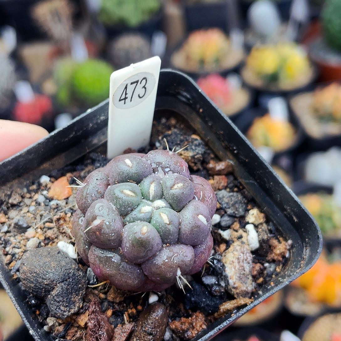 非偏远地区满25包邮仙人球