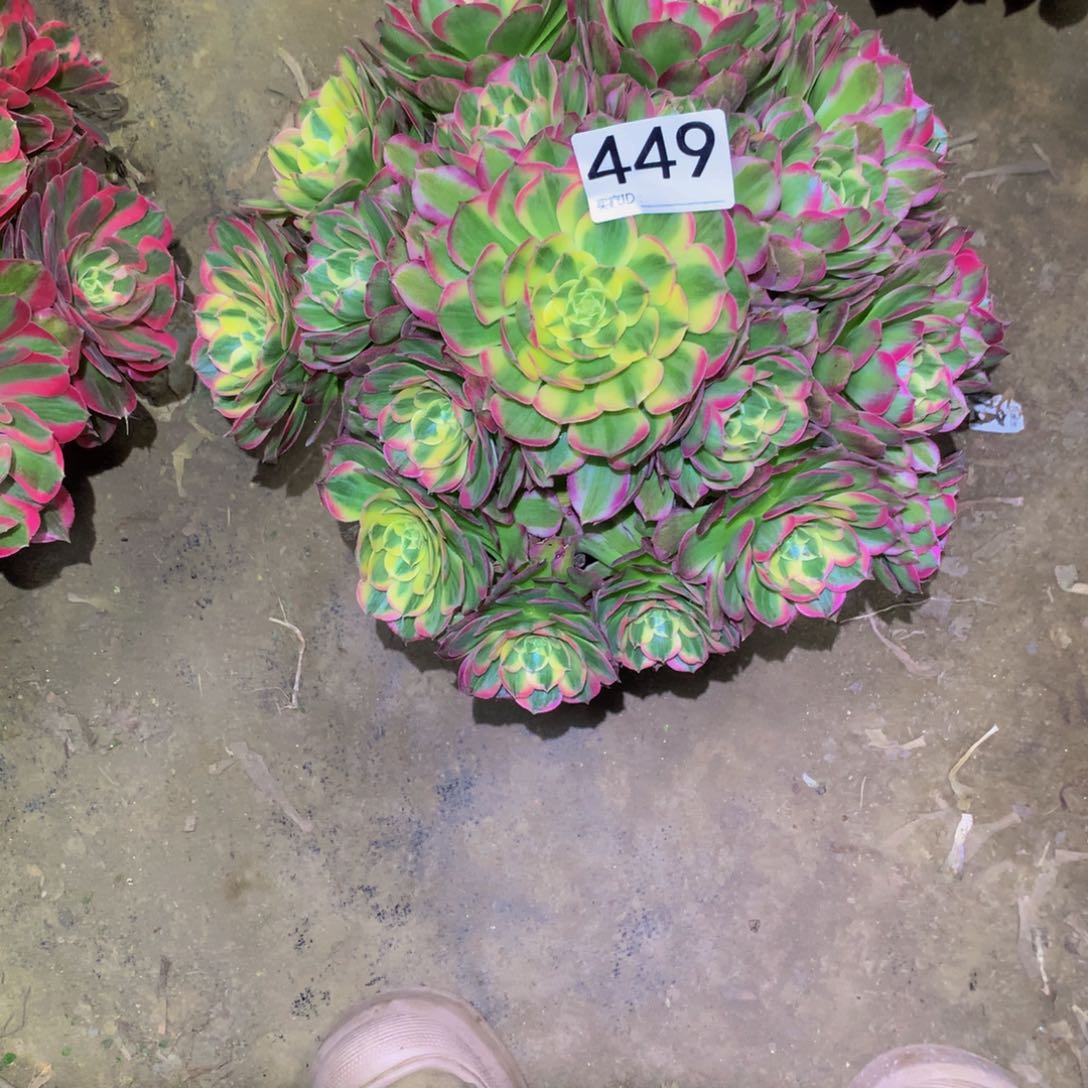 法师多肉植物449