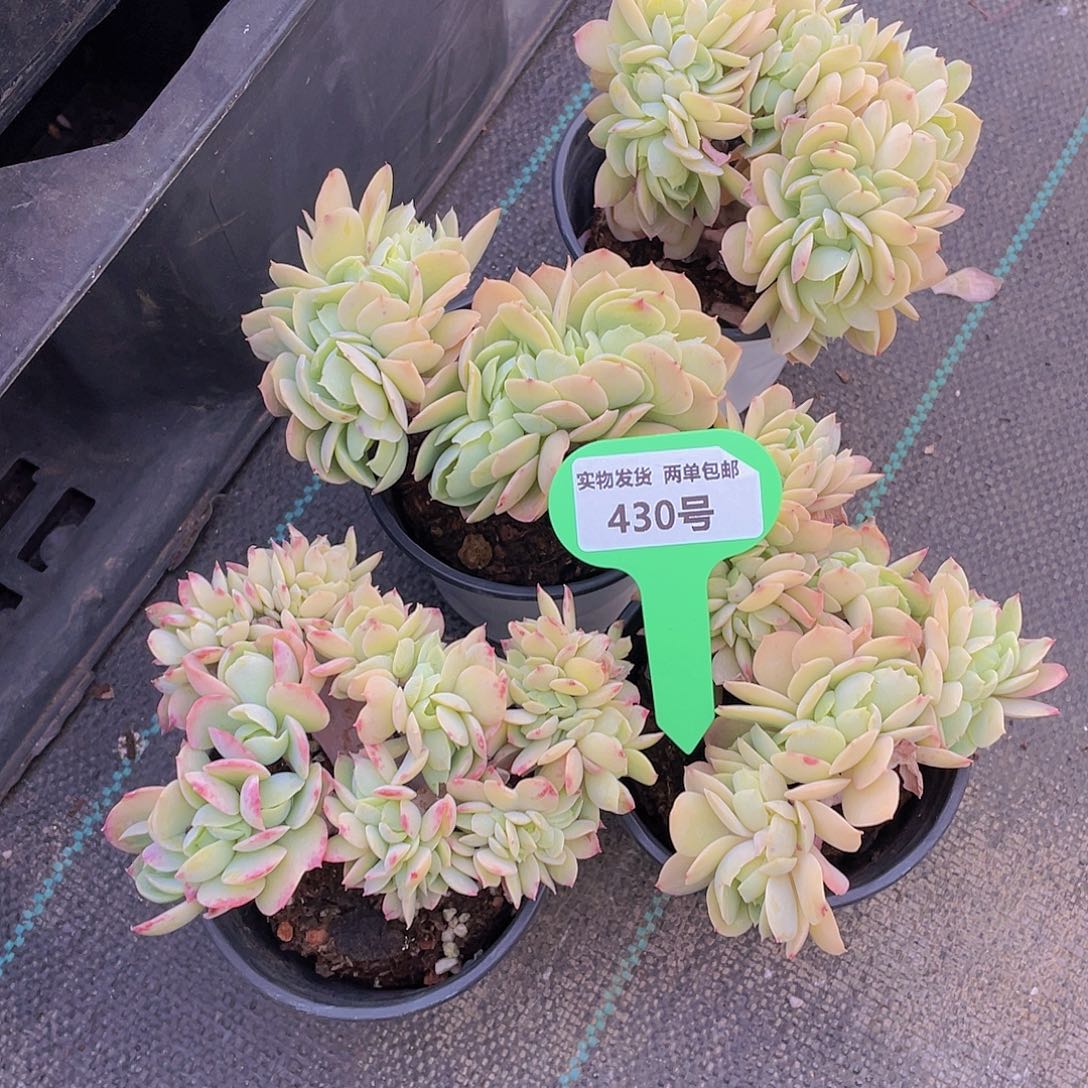 430号 带板子碧桃缀化一颗