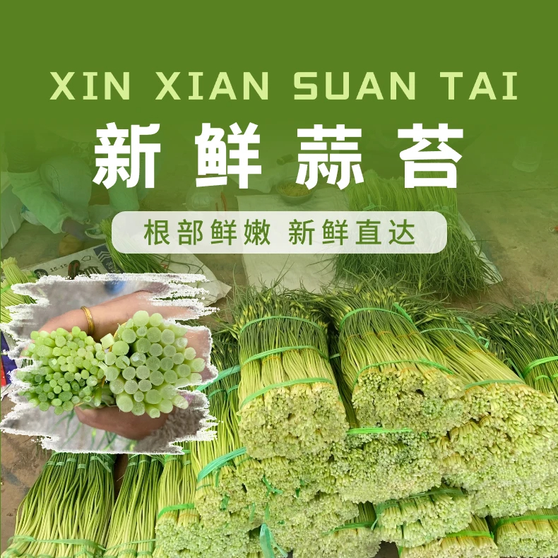 精品5斤现摘开春头茬云南鲜蒜苔脆嫩多汁非冷库农家种植蔬菜蒜薹