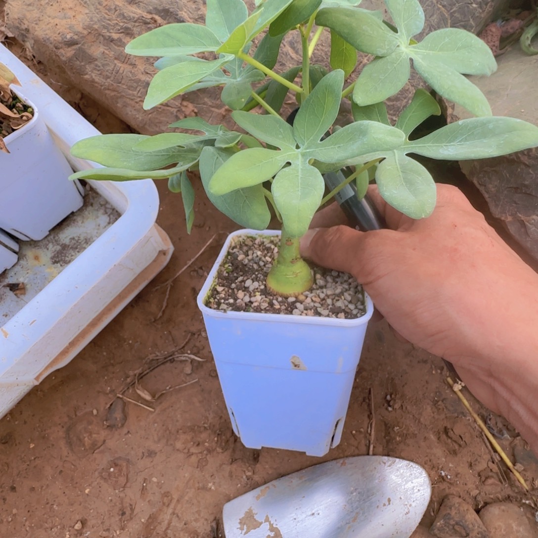 淡***墨块根植物块根植物