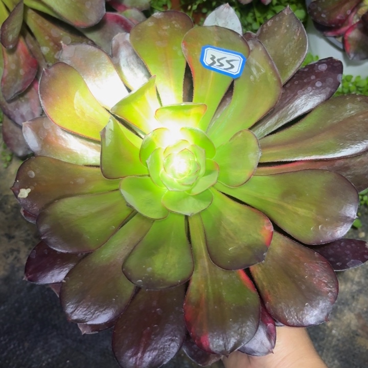 一物一拍巫毒花脸355