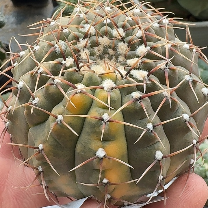 无花朵怪龙凤头锦052