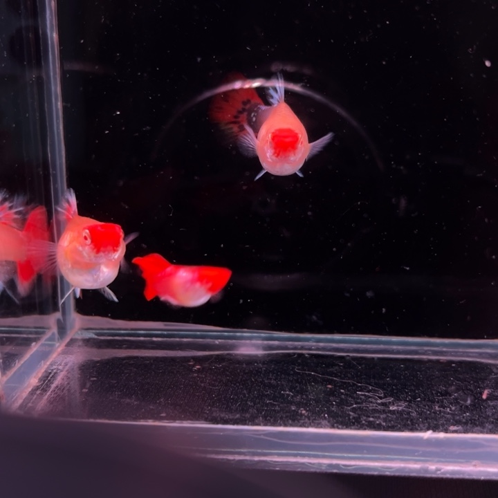 谷***鱼孔雀鱼圣诞帽白子2对