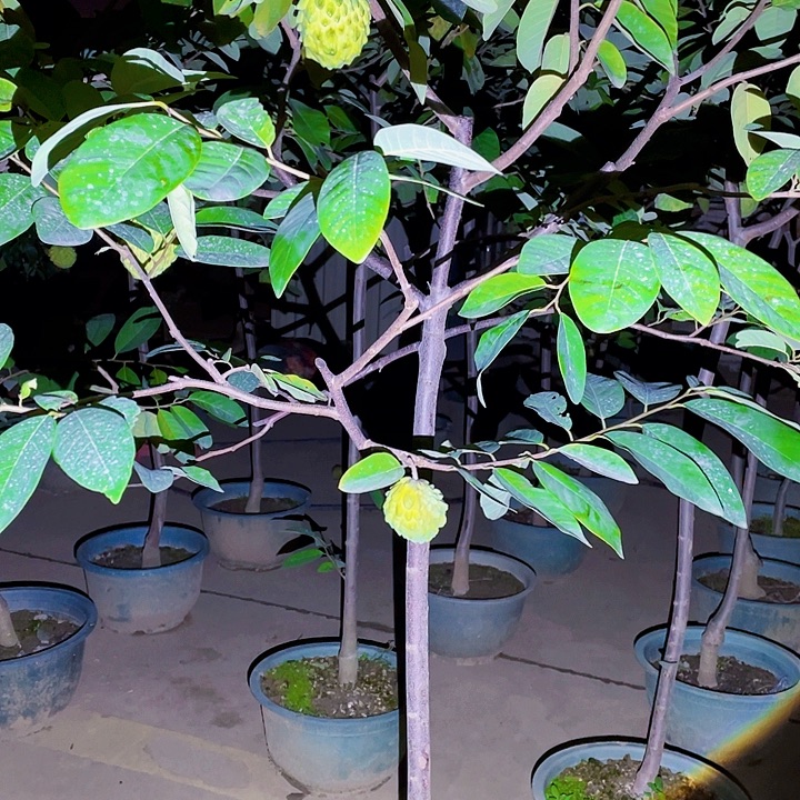 小***植完全开放果树88888