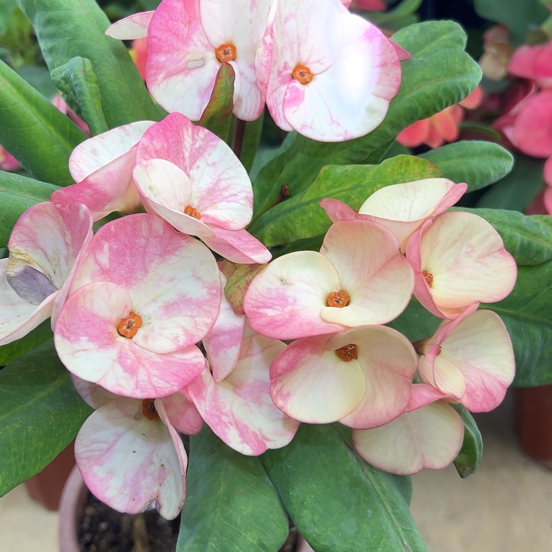 红***索无名泰国大花虎刺梅