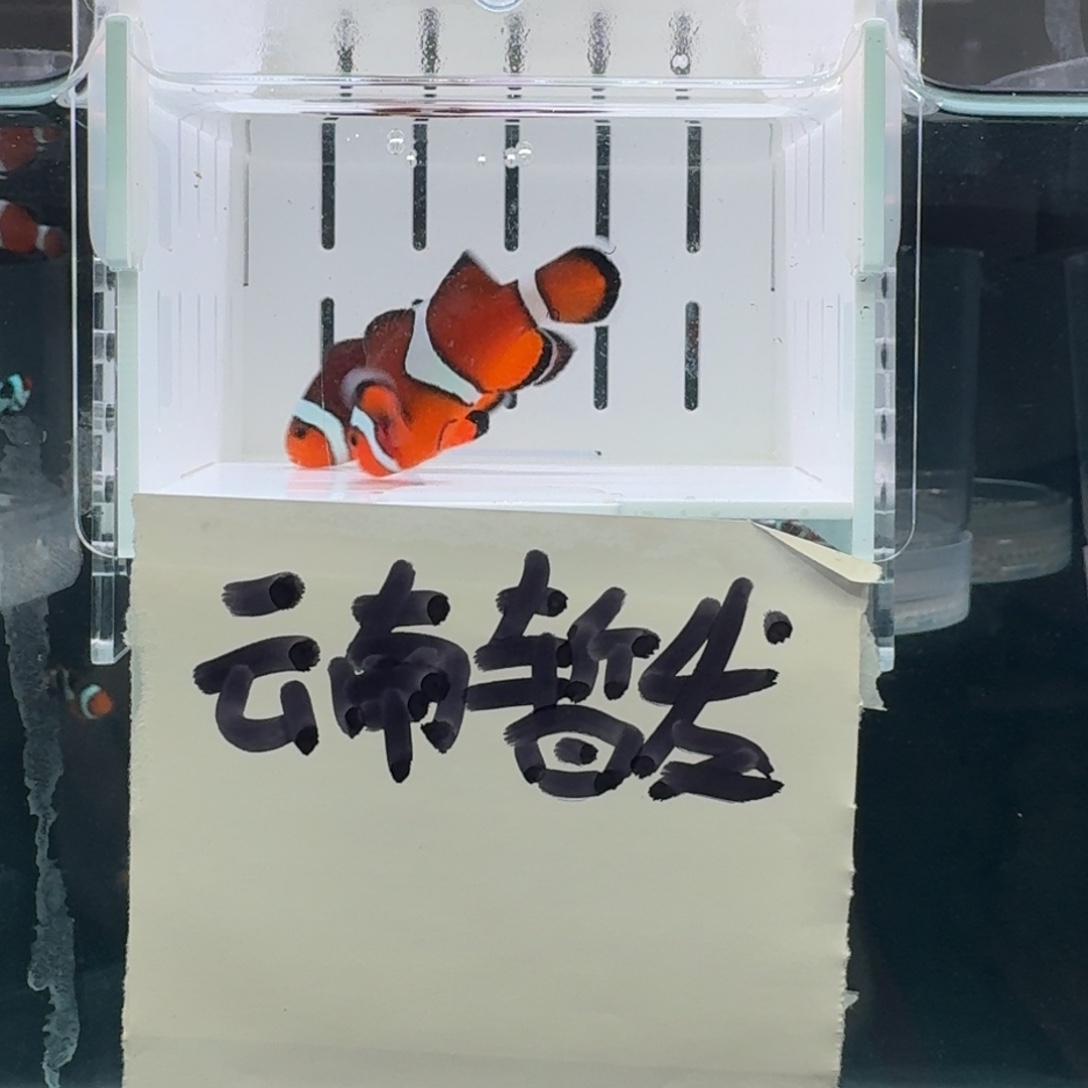 海水鱼4.5配4.5+一对黑边公子