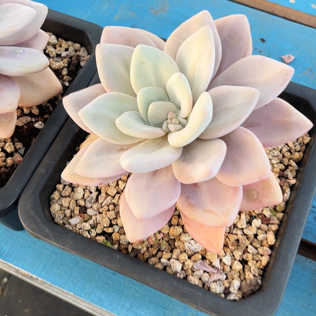 一峰肉肉粉兔单头