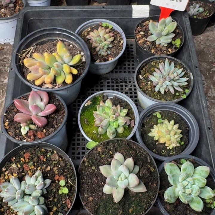 458多肉植物一物一拍