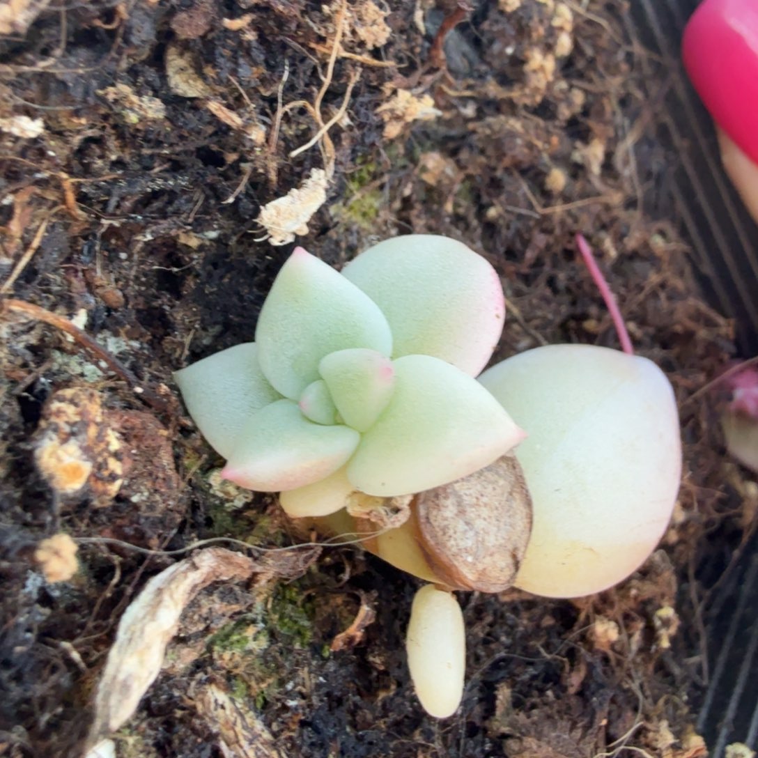 奶油鳄梨锦腹轮锦一刻的