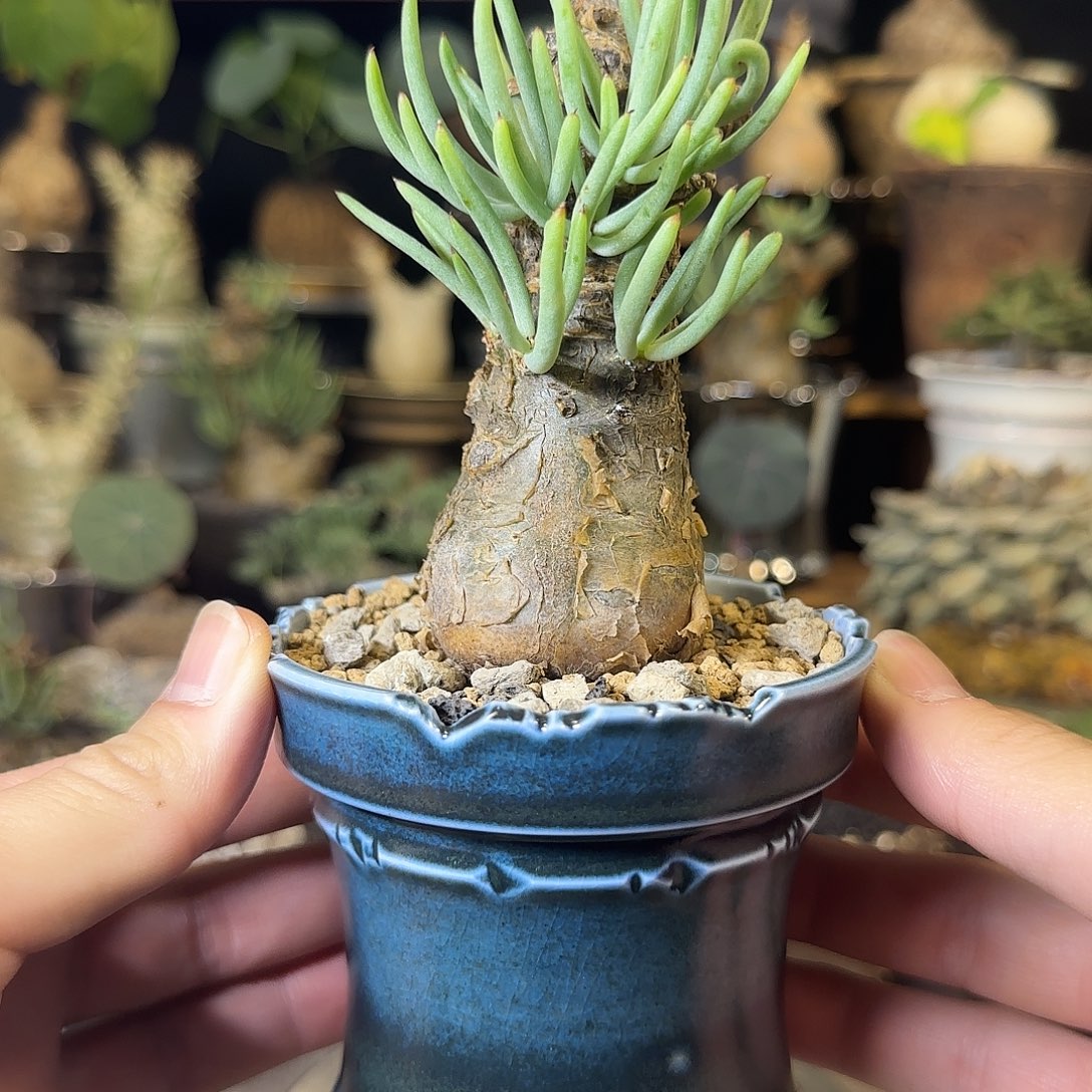 一物一拍白象奇峰锦15