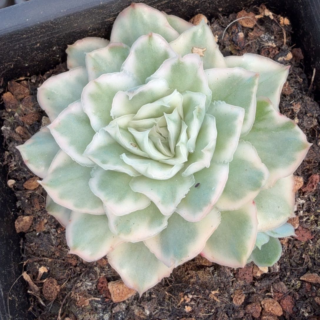 紫蝴蝶锦一腹轮锦
