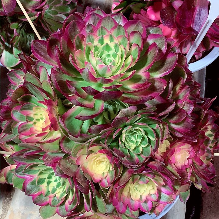 海王捧花，多肉植物