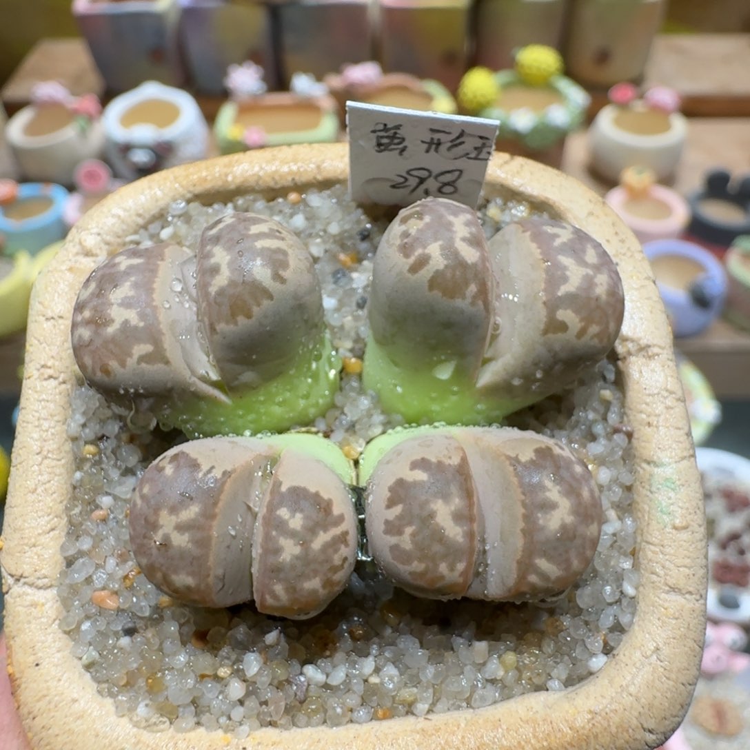 蘑菇1212茧型玉多肉植物