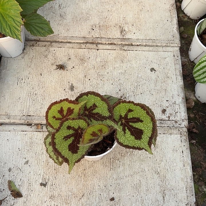 完全开放美文秋海棠