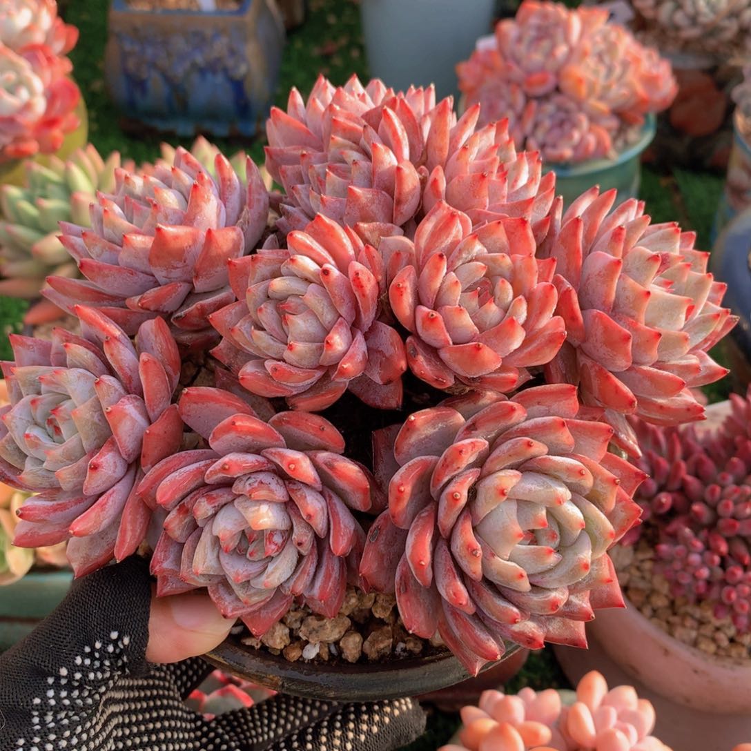 粉蓝鸟18 公分一物一拍