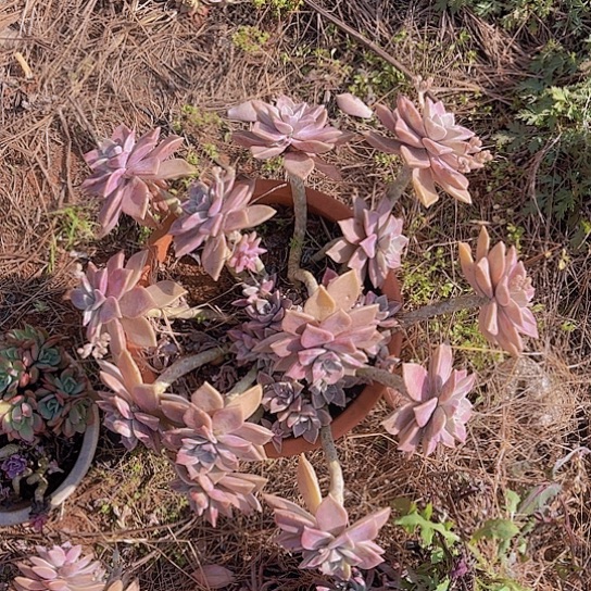 小*多肉植物。。。。。。。