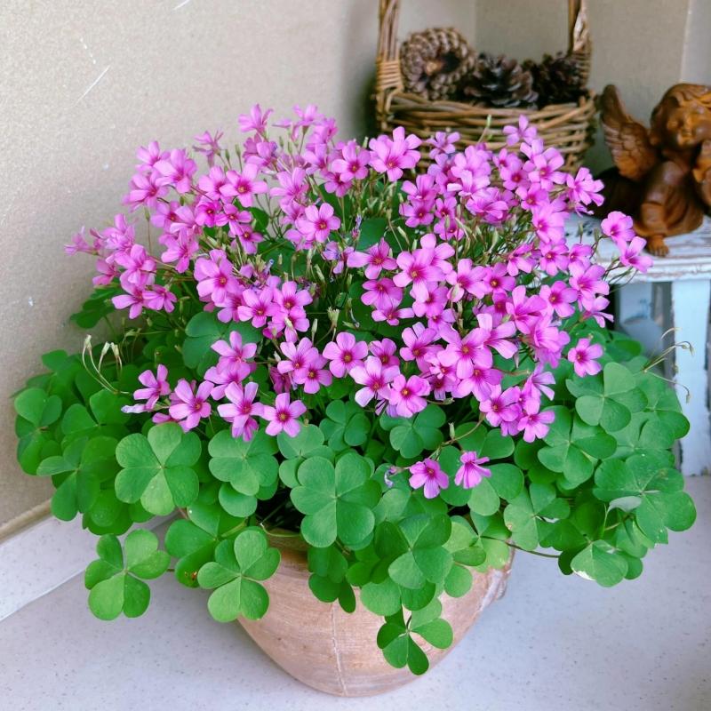 红花酢浆草种球炸浆草四季种植苗室内盆栽三叶幸运草蝴蝶花种籽子