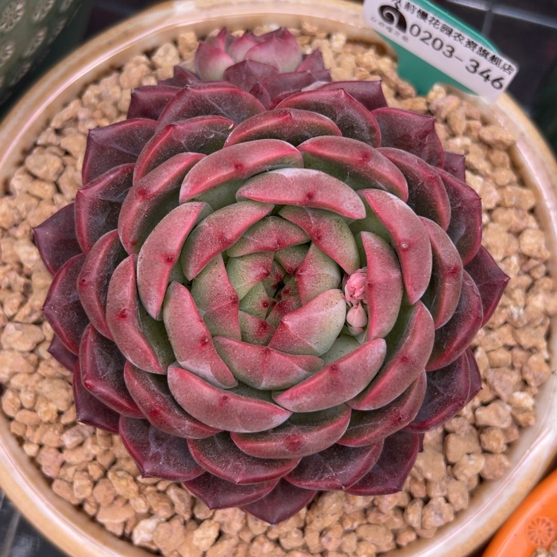 多肉一物一拍0204-346