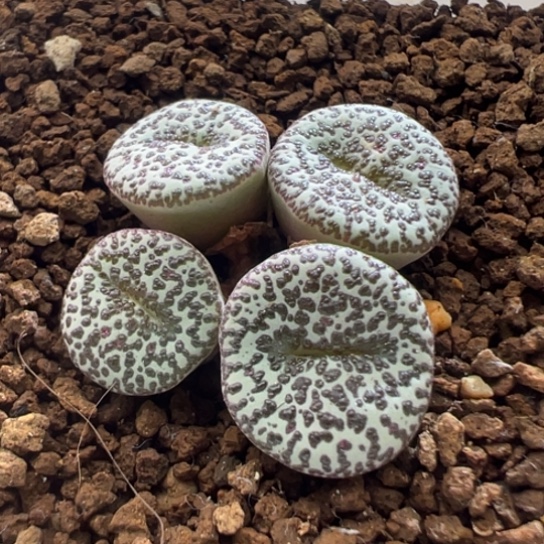 优选白底黑泡点雪花纹603。 287。 