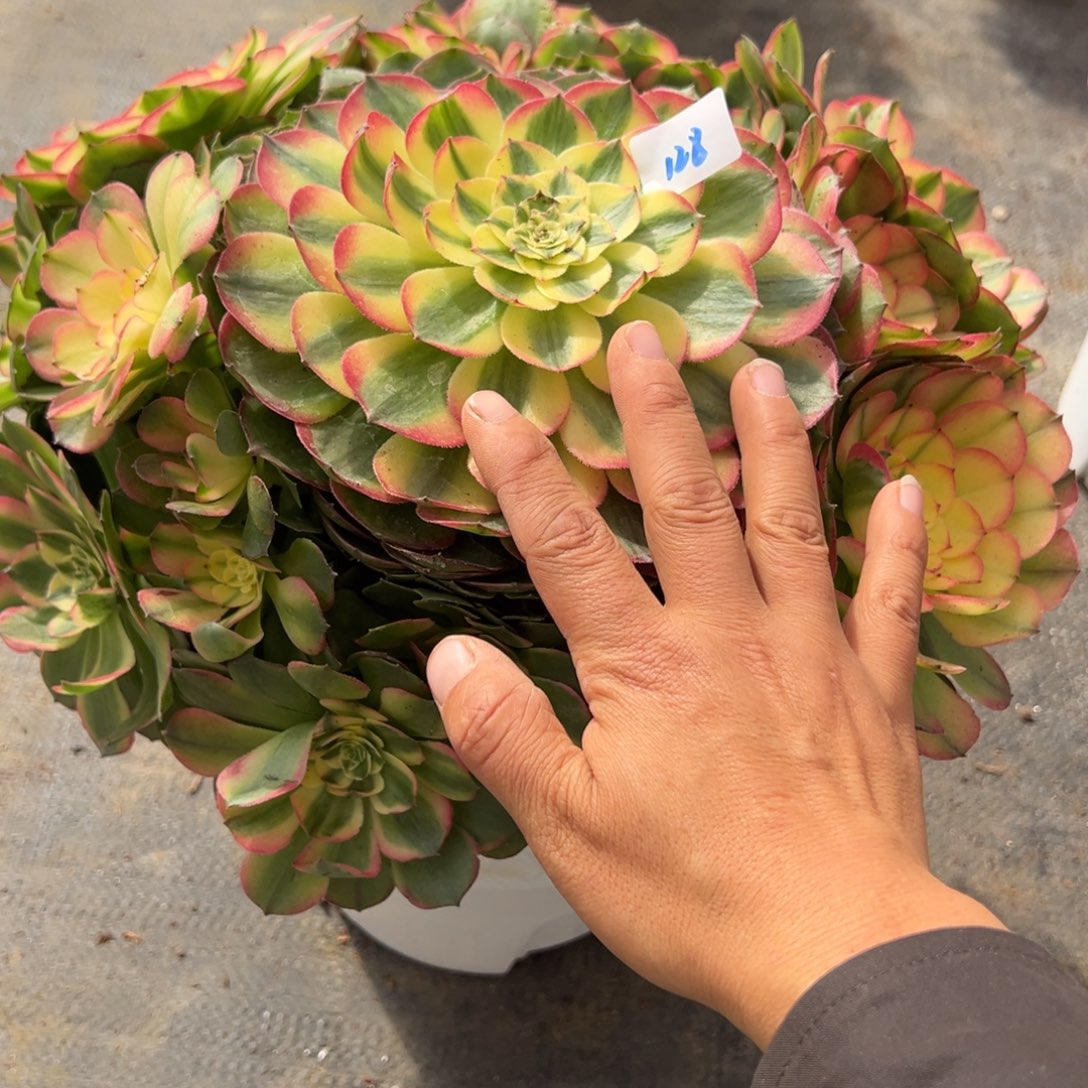 128海仙有微瑕多肉多肉