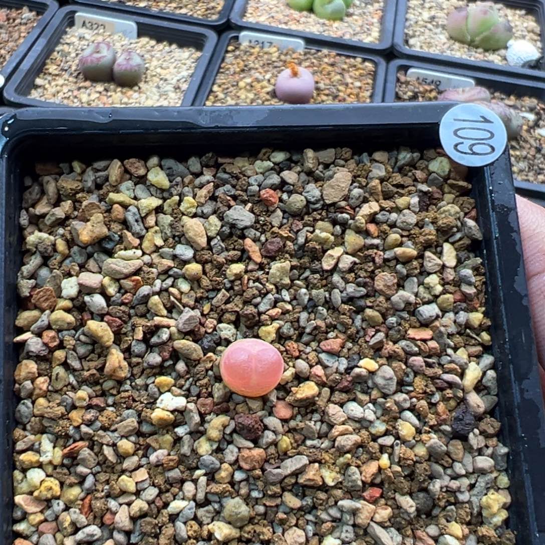 109多肉单头优选拉登杂一棵