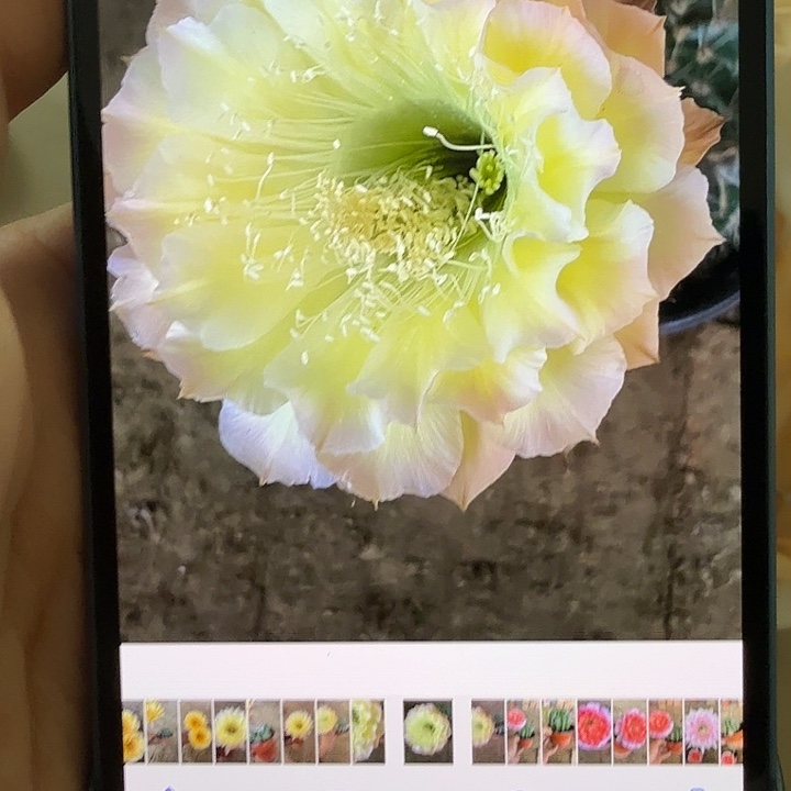 清库存彩草侧芽歪g489