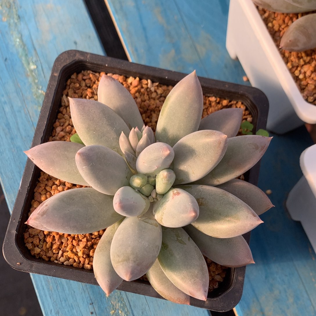 哥特萝莉单头胖体