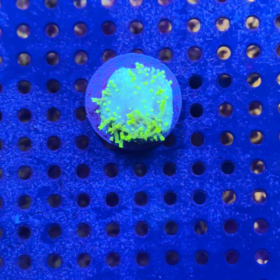 Y***F纽扣珊瑚冰冰皮一颗