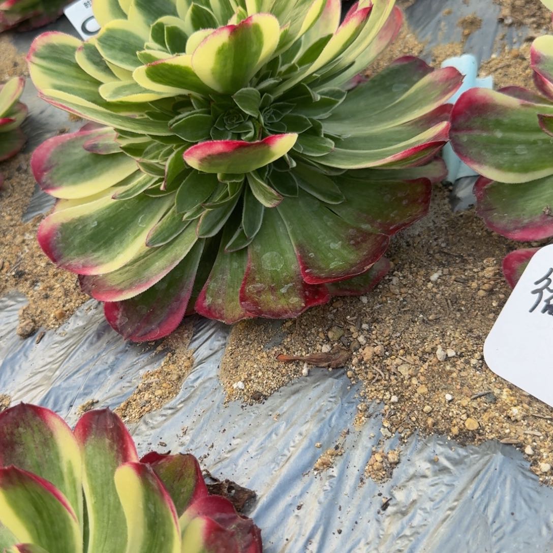 152镜花水月。多肉植物