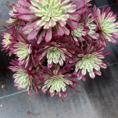 多肉植物仙魔锦。