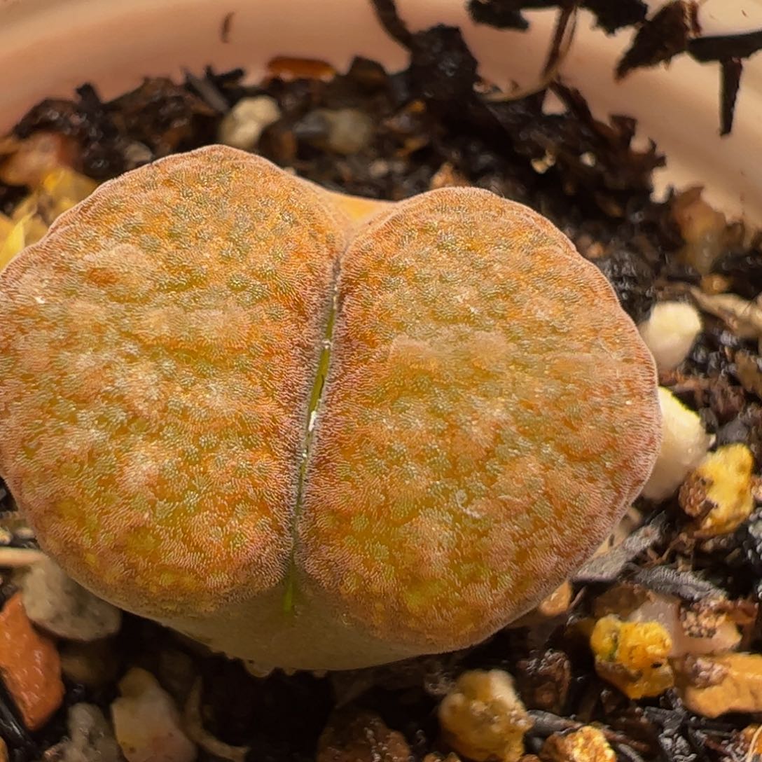 蛋糕风铃多肉植物百科