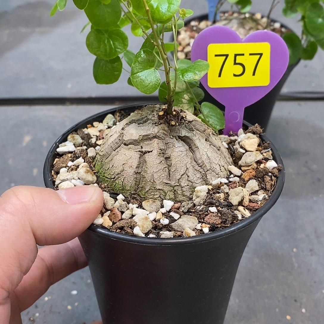 南非龟甲龙龟甲龙