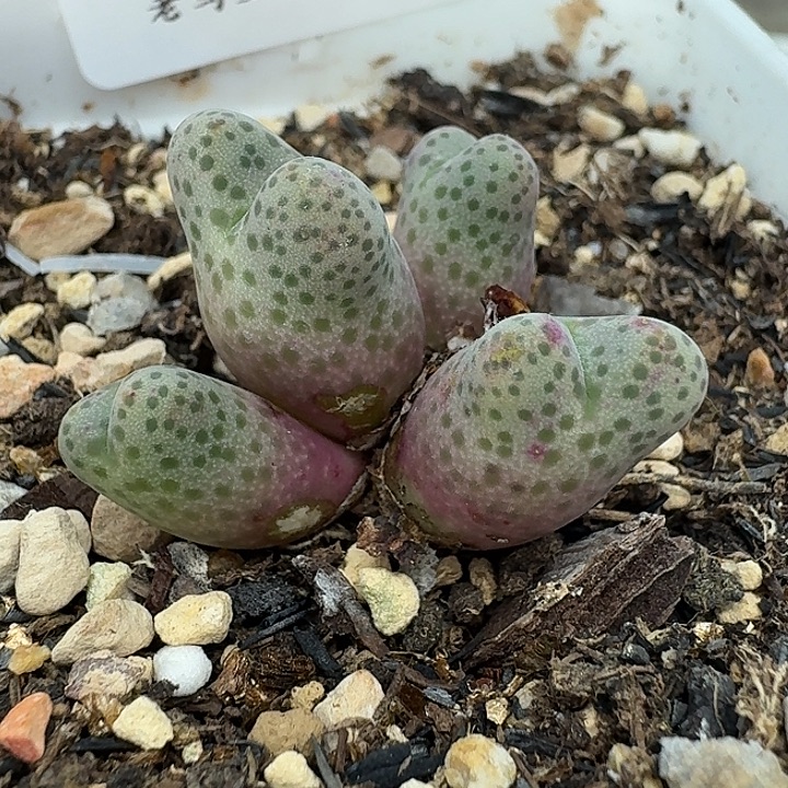 老马生石花95d斑马2140