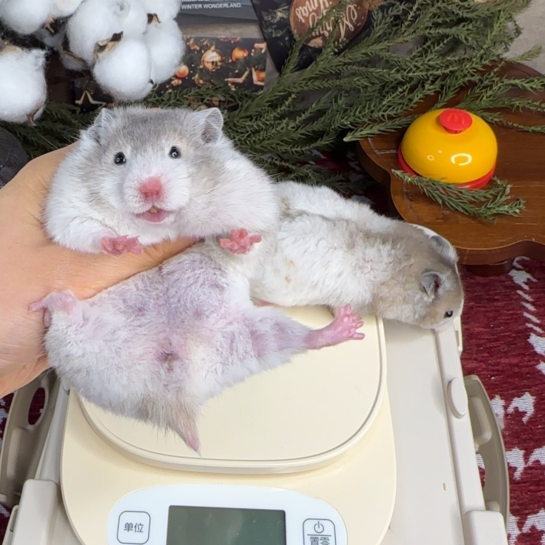 短毛火波妹妹11.08生日