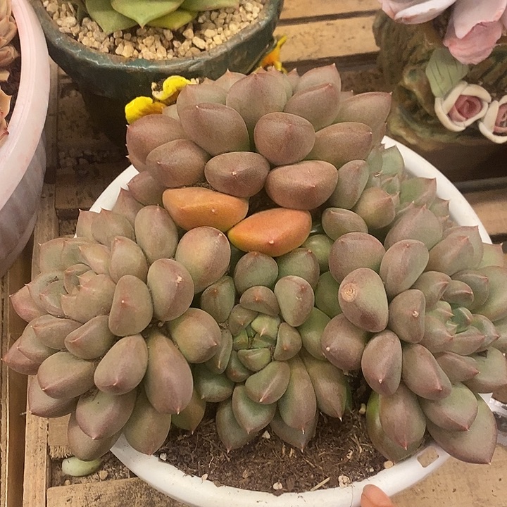 多肉植物肉肉植物