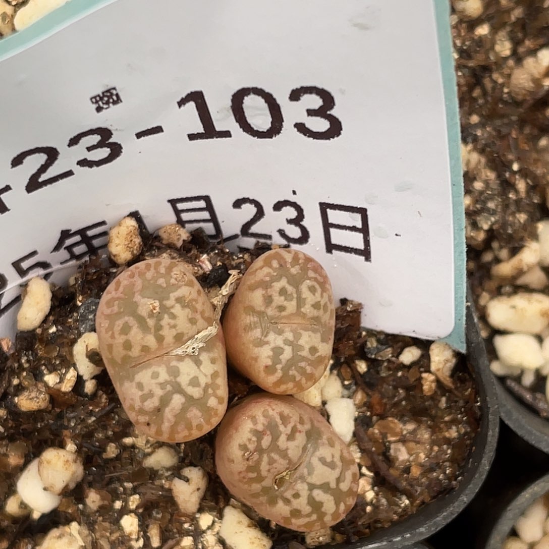 23-103鸟哈尼多肉植物