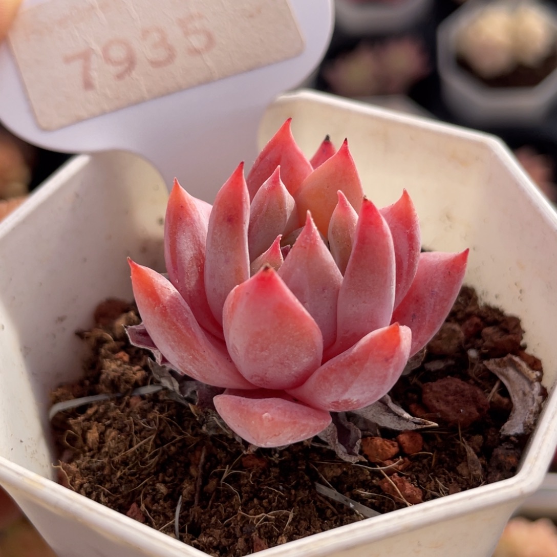 粉蓝鸟7935-3.5厘米