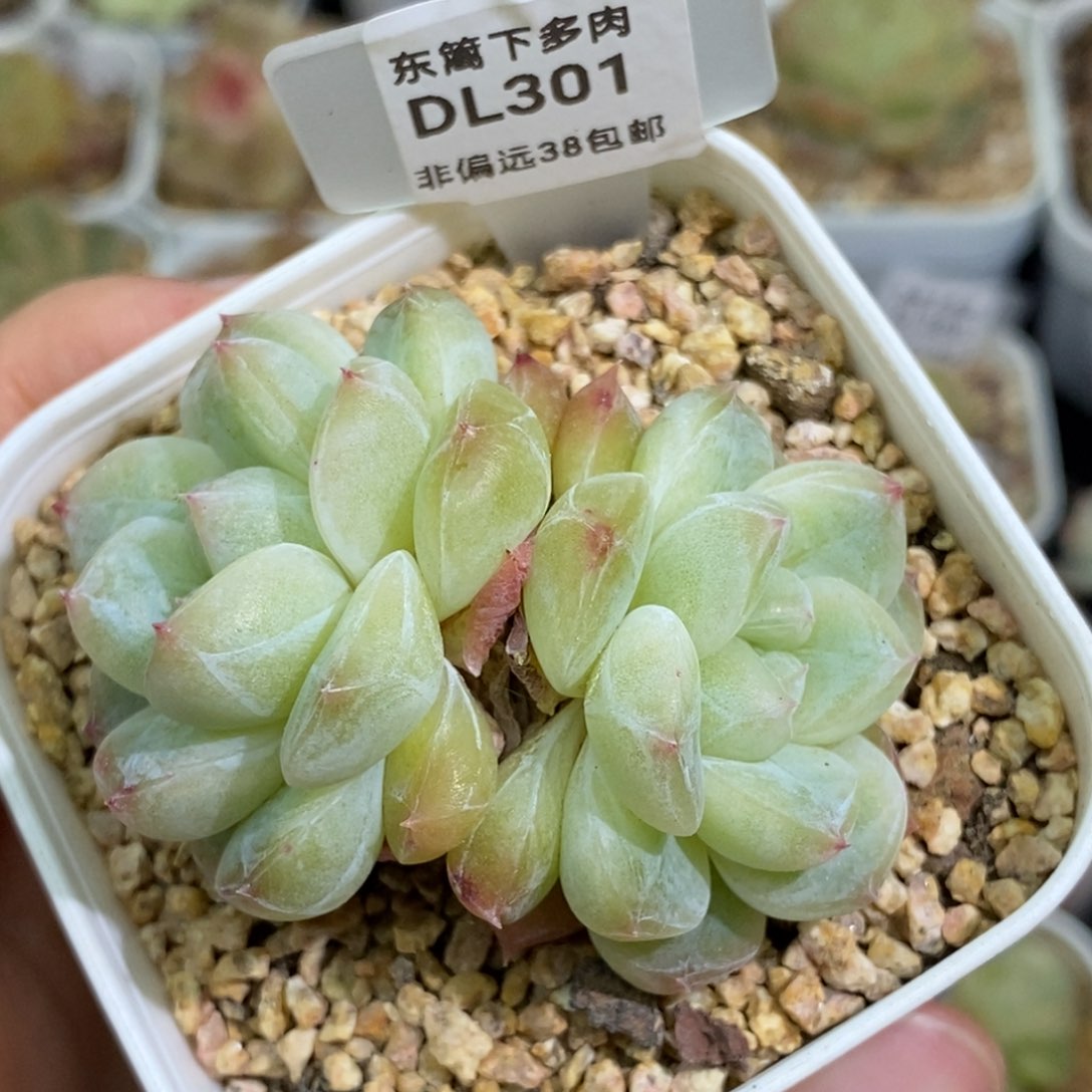 301东篱下多肉植物盆栽